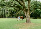 CGP2016-15  Mike and Liane engagement photos, RiverOaks, Charleston, SC : 2016, Charleston, Mike and Liane, RiverOaks, South Carolina, engagement, engagement Photos