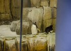 Penguin, Sub-Polar Region  Penguin. Le Pôle Nord et le Pôle Sud / polar area that is divided into Arctic and Antarctic.  Biodôme de Montréal. Day 4  - New Year's Day, Montréal : 2016, Biodôme, Biodôme de Montréal, Le Pôle Nord et le Pôle Sud, Mercier–Hochelaga-Maisonneuve, Montréal, New Years Day, Olympic Park, Stade olympique de Montréal, ancien Vélodrome de Montréal, polar area that is divided into Arctic and Antarctic