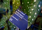 Spotted begonia. Montréal Botanical Garden  Spotted begonia. Jardin botanique de Montréal / Montreal Botanical Garden. Day 4  - New Year's Day, Montréal : 2016, Jardin botanique de Montréal, Montreal Botanical Garden, Montréal, New Years Day, Parc Maisonneuve, Rosemont–La Petite-Patrie