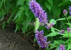 Hummingbird  Hummingbird. Scences from Cheyenne Lake at the Broadmoor Resort, Colorado Springs : 2017, Broadmoor