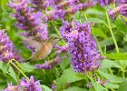 Hummingbird  Hummingbird. Scences from Cheyenne Lake at the Broadmoor Resort, Colorado Springs : 2017, Broadmoor