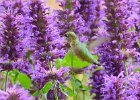 Hummingbird  Hummingbird. Scences from Cheyenne Lake at the Broadmoor Resort, Colorado Springs : 2017, Broadmoor