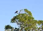 Paddling BUck Key, Captiva  Paddling North up Roosevelt Channel. Kayak around Buck Key, Captiva : 2017, Buck Key, Captiva, Kayaking, Roosevelt Channel