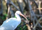 Ding Darling  Driving through J. N. "Ding" Darling National Wildlife Refuge. : 2017, Captiva, Ding Darling, Florida, J. N. "Ding" Darling National Wildlife Refuge, Sanibel, Wildlife Drive