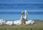 Ding Darling  Driving through J. N. "Ding" Darling National Wildlife Refuge. : 2017, Captiva, Ding Darling, Florida, J. N. "Ding" Darling National Wildlife Refuge, Sanibel, Wildlife Drive