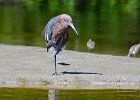 Ding Darling  Driving through J. N. "Ding" Darling National Wildlife Refuge. : 2017, Captiva, Ding Darling, Florida, J. N. "Ding" Darling National Wildlife Refuge, Sanibel, Wildlife Drive
