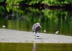 Ding Darling  Driving through J. N. "Ding" Darling National Wildlife Refuge. : 2017, Captiva, Ding Darling, Florida, J. N. "Ding" Darling National Wildlife Refuge, Sanibel, Wildlife Drive