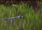 Ding Darling  Driving through J. N. "Ding" Darling National Wildlife Refuge. : 2017, Captiva, Ding Darling, Florida, J. N. "Ding" Darling National Wildlife Refuge, Sanibel, Wildlife Drive