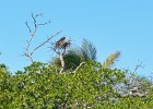 Paddling BUck Key, Captiva  Paddling North up Roosevelt Channel. Kayak around Buck Key, Captiva : 2017, Buck Key, Captiva, Kayaking, Roosevelt Channel