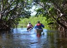 Kayak Buck Key  Paddling throught the Buck Key mangrove trail. Kayaking Buck Key, counterclockwise. : 2017, Buck Key, Captiva, Kayaking, Mangrove Trail, Pine Island Sound