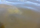 Kayak Buck Key  Manatee in the Marina. Cool!  Kayaking Buck Key, counterclockwise. : 2017, Buck Key, Captiva, Kayaking, Manatee, Pine Island Sound