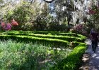 Charleston031117-6725  At the Long White Bridge Lawn. Magnolia Plantation & Garden. Weekend with Mike and Liane in Columbia  and Charleston : 2017, Magnolia Plantation & Garden, South Carolina
