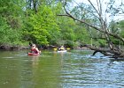 Treefall  Paddling around a treefall. Des Plaines River Canoe and Kayak Marathon, 2017 : 2017.kayaking, Des Plaines River, Des Plaines River Canoe and Kayak Marathon, paddling