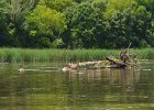 Busse Lake  Kayaking Busse Lake : 2017, Busse Forest Nature Preserve, Busse Lake, Kayaking