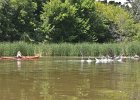 Busse Lake  Kayaking Busse Lake : 2017, Busse Forest Nature Preserve, Busse Lake, Kayaking