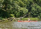 Busse Lake  Kayaking Busse Lake : 2017, Busse Forest Nature Preserve, Busse Lake, Kayaking