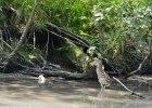 Juvenile Black-crowned Night-Heron  Juvenile Black-crowned Night-Heron. Kayak the North Shore Channel of the Chicago RIver : 2017, Black-crowned Night-Heron, Chicago River, Kayaking, North Shore Channel, juvenile