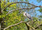 Great Blue Heron  Great Blue Heron. Kayak the North Shore Channel of the Chicago RIver : 2017, Chicago River, Great Blue Heron, Kayaking, North Shore Channel