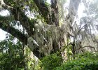 DSC 0883  Near the Long White Bridge and Lake. Magnolia Plantation and Gardens : 2017, Charleston, Liane and Mike, Magnolia Plantation and Gardens, SC, South Carolina, Wedding