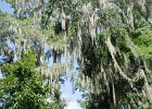 DSC 0884  Near the Long White Bridge and Lake. Magnolia Plantation and Gardens : 2017, Charleston, Liane and Mike, Magnolia Plantation and Gardens, SC, South Carolina, Wedding
