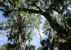 DSC 0885  Near the Long White Bridge and Lake. Magnolia Plantation and Gardens : 2017, Charleston, Liane and Mike, Magnolia Plantation and Gardens, SC, South Carolina, Wedding