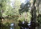 DSC 0887  Near the Long White Bridge and Lake. Magnolia Plantation and Gardens : 2017, Charleston, Liane and Mike, Magnolia Plantation and Gardens, SC, South Carolina, Wedding