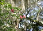 DSC 0891  Near the Long White Bridge and Lake. Magnolia Plantation and Gardens : 2017, Charleston, Liane and Mike, Magnolia Plantation and Gardens, SC, South Carolina, Wedding