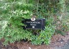 DSC 0905  Near Long White Bridge and Azalea Garden, Magnolia Plantation and Gardens : 2017, Charleston, Liane and Mike, Magnolia Plantation and Gardens, SC, South Carolina, Wedding