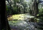 DSC 0907  Near Long White Bridge and Azalea Garden, Magnolia Plantation and Gardens : 2017, Charleston, Liane and Mike, Magnolia Plantation and Gardens, SC, South Carolina, Wedding