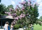 DSC 0964  Near Carriage House. Magnolia Plantation and Gardens : 2017, Charleston, Liane and Mike, Magnolia Plantation and Gardens, SC, South Carolina, Wedding