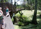 DSC 1001  Audubon Swamp Garden, Magnolia Plantation and Gardens : 2017, Audubon Swamp Garden, Charleston, Liane and Mike, Magnolia Plantation and Gardens, SC, South Carolina, Wedding