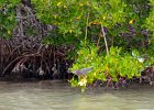 Captiva042018-7780  Kayaking around Buck Key.  Southerly wind, tide coming in.  Started South along Roosevelt Channel, then went all the way around the far side. : 2018, Buck Key, Captiva, Kayaking