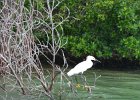 Captiva042018-7875  Kayaking around Buck Key. Started South along Roosevelt Channel, then went all the way around the far side. Tide coming in, strong wind from the South : 2018, Buck Key, Captiva, Kayaking