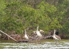 Captiva042018-7903  Kayaking around Buck Key. Started South along Roosevelt Channel, then went all the way around the far side. Tide coming in, strong wind from the South : 2018, Buck Key, Captiva, Kayaking