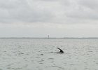 Captiva042018-7869  Kayaking around Buck Key. Started South along Roosevelt Channel, then went all the way around the far side. Tide coming in, strong wind from the South : 2018, Buck Key, Captiva, Kayaking