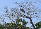 Captiva042018-7937  Kayaking around Buck Key. Started around the North tip of Buck,, South along the far side and then back up Roosevelt Channel,  The tide was coming in, the wind was from the south and the water was very smooth. : 2018, Buck Key, Captiva, Kayaking