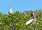 Captiva042018-7947  Kayaking around Buck Key. Started around the North tip of Buck,, South along the far side and then back up Roosevelt Channel,  The tide was coming in, the wind was from the south and the water was very smooth. : 2018, Buck Key, Captiva, Kayaking