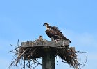 Osprey seen from 1633  Osprey as seen from room 1633 : 2018, Captiva, Osprey, nest