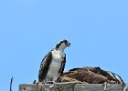 Osprey seen from 1633  Osprey as seen from room 1633 : 2018, 500mm, 500mm f/4.0, Captiva, Osprey, nest