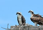 Osprey seen from 1633  Osprey as seen from room 1633 : 2018, 500mm, 500mm f/4.0, Captiva, Osprey, nest