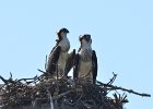 Osprey seen from 1633  Pair of osprey seen on Wildlife Drive, Ding Darling : 2018, Captiva, Osprey, nest