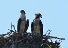Osprey seen from 1633  Pair of osprey seen on Wildlife Drive, Ding Darling : 2018, Captiva, Osprey, nest