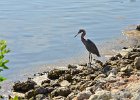 Tri-colored Heron. Ding Darling  Tri-colored Heron viewed from WIldlife Drive, Ding Darling : 2018, Captiva, Ding Darling, Sanibel, Wildlife Drive, ding darling wildlife refuge