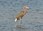 Redish Egret, Ding Darling  Redish Egret, Wildlife Dr, DIng Darling Nature Preserve : 2018, 500mm, 500mm f/4.0, Captiva, Ding Darling, Redish Egret, Sanibel