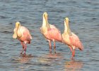 Rosatte Spoonbills, Ding Darling  Rosatte Spoonbills, Wildlife Dr, DIng Darling Nature Preserve : 2018, 500mm, 500mm f/4.0, Captiva, Ding Darling, Roseate Spoonbill, Sanibel