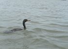 Cormorant  Cormorant. Kayaking around Buck Key. Started South along Roosevelt Channel, then went all the way around the far side. Tide coming in, strong wind from the South : 2018, Buck Key, Captiva, Kayaking