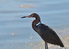 Tri-colored Heron. Ding Darling  Tri-colored Heron viewed from WIldlife Drive, Ding Darling : 2018, Captiva, Ding Darling, Redish Egret, Sanibel, Wildlife Drive, ding darling wildlife refuge