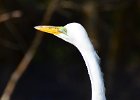 Great Egret, Ding Darling  Great Egret seen along Wildlife Drive, Ding Darling : 2018, Captiva, Ding Darling, ding darling wildlife refuge
