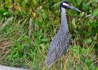 Yellow-crowned Night Heron. Ding Darling  Yelloe-crowned Night Heron. Wildlife Dr, DIng Darling Nature Preserve : 2018, Captiva, Ding Darling, Sanibel, Yellow Crowned Night Heron