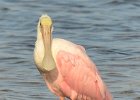 Rosatte Spoonbill, Ding Darling  Rosaette Spoonbill, Wildlife Dr, DIng Darling Nature Preserve : 2018, 500mm, 500mm f/4.0, Captiva, Ding Darling, Roseate Spoonbill, Sanibel